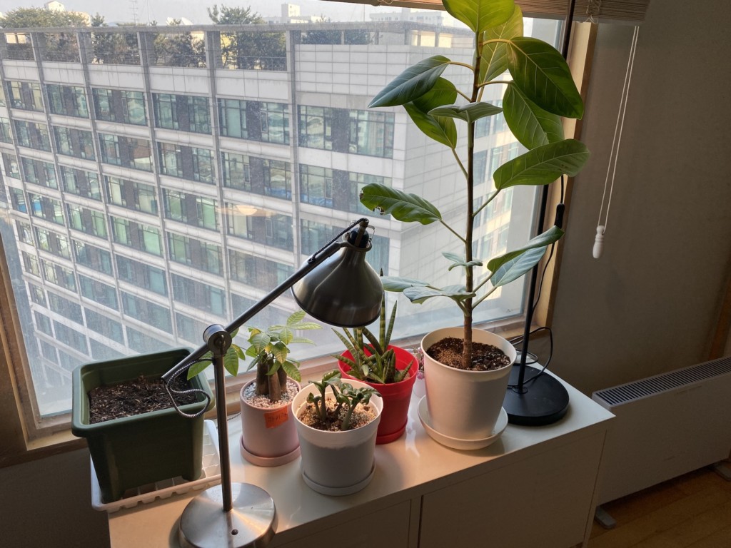 hippo 식물 생장장 led  2달 사용후기